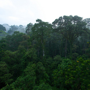 Rainforests key to taming El Niño - Climate and Land Use Alliance