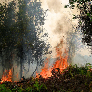 Deforestation v. degradation - Climate and Land Use Alliance