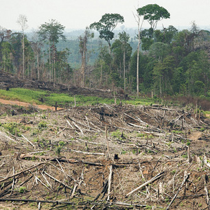 Forest-risk commodities - Climate and Land Use Alliance