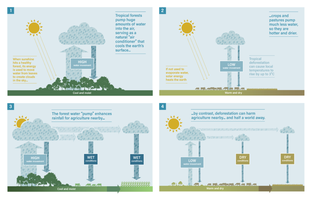 Five Reasons the Earth’s Climate Depends on Forests - Climate and Land ...